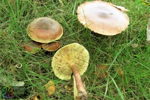 tricholoma fulvum (2) (1000 x 667).jpg_product_product_product